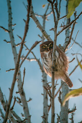 small chuncho in the branches of a tree, glacidium nana