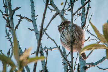 small chuncho in the branches of a tree, glacidium nana