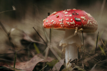 fly agaric, beautiful and poisonous mushroom