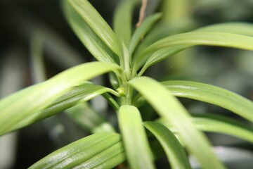 Plant
