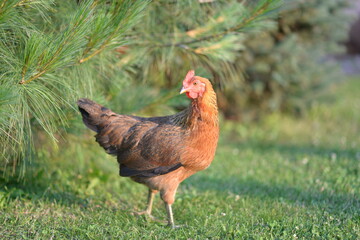 Naklejka na ściany i meble rooster in the farm