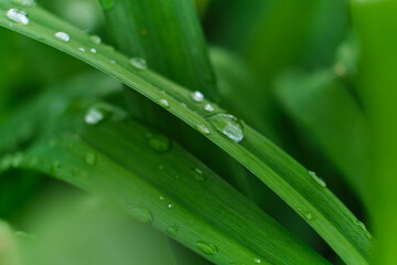 grass with rain drops macro. fresh green leaves. Morning dew, after the rain, the sun shines on the leaves.