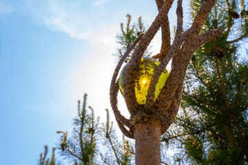 Magical wooden coniferous staff with golden amber sphere glowing in the sun on blurred natural...