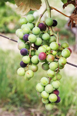 A bunch of green grapes. Fruit. Garden. Farming. Natural