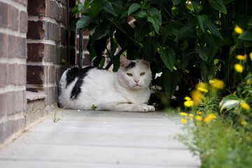 Fototapeta premium a large short-haired white cat with black spots is sitting under a bush in the garden