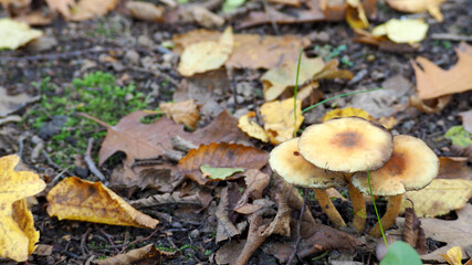 three brown mushrooms grow in the forest on an autumn day side view