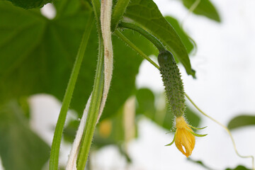 Prickly young cucumber with yellow flower growing on a branch in the greenhouse