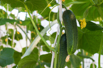 Growing cucumbers on a branch in the greenhouse. Close-up, selective focus