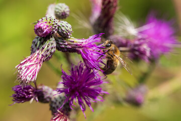 The bee on a purple thistle flower is covered with pollen.