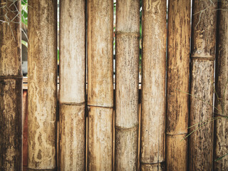 bamboo nature images for background use