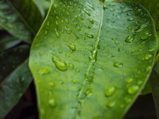 Gotas de agua sobre una hoja