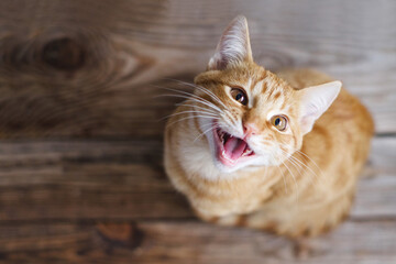 Ginger tabby young cat sitting on a wooden floor looks up, asks for food, meows, smiles close-up, top view, soft selective focus