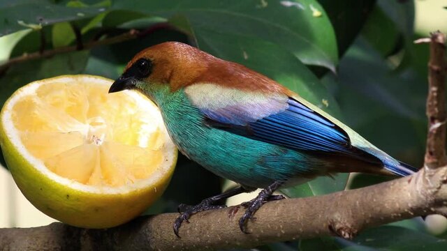 Ave sa&iacute;ra-preciosa comendo laranja.