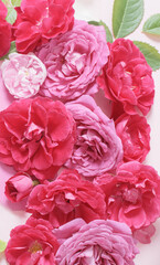 Fototapeta premium beautiful red and pink roses background
