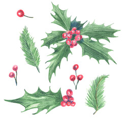 Set of red holly berries with green leaves and branches of pine tree. Made in the technique of colored pencils. Hand drawn.