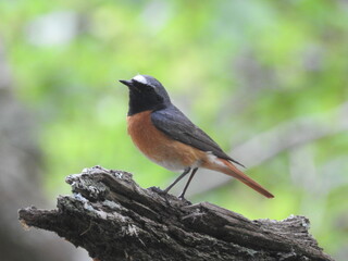 Redstart