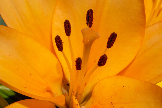 Macro de lilium