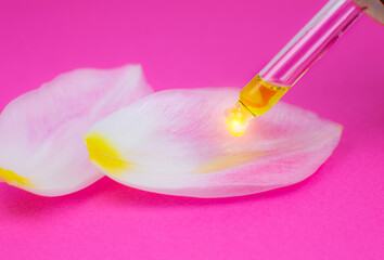 Cosmetic oil with a pipette on a pink background. Close up liquid drop dripping on Petal from a pink tulip flower. Beauty, medicine and  health care concept. Macro photo. Natural, eco cosmetics.