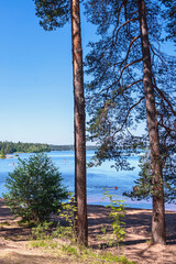 look through the pine trees at a forest lake with people resting. Big Semaginskoe Lake. Republic of Karelia. Northern nature.