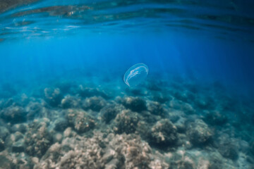 Obraz na płótnie Canvas Transparent sea with Jellyfish and bottom underwater