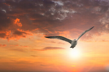 A flying seagull with open wings. A seagull fly freedom in the sky. Seagull on the Bosporus Strait. 