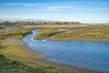 Shallow water and grassy wetland landscape in Bolsa Chica Ecological Reserve