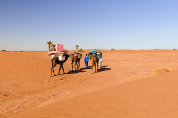 Camel caravan in the Sahara / Camel caravan with palm trees and sand dunes in the Sahara, Morocco, Africa.