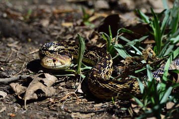 water snake