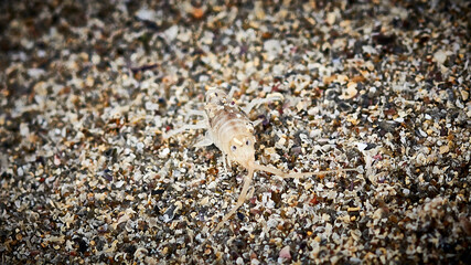 beach flea