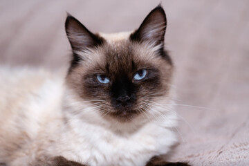 A beautiful young Siamese domestic cat with blue eyes