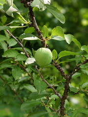 Unripe Plum in the Plum tree