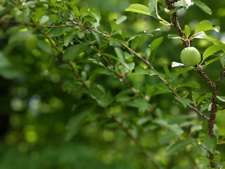 Fototapeta premium Unripe Plum in the Plum tree