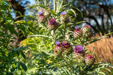 Colorful flowers in the botanic garden of Christchurch, New Zealand