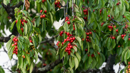 Close-up of a cherry tree, filled with fleshy fruits, in spring