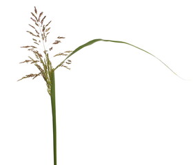 Cane flowers, reed seeds and grass isolated on white background © dule964