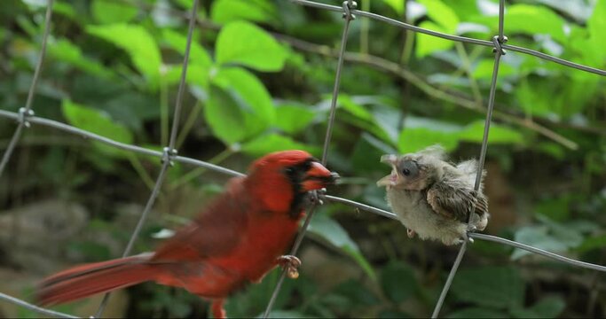 Male cardinal feeds his baby fledgling bird sitting on wire fence