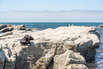 Sea lions laying lazy around at the rocky coast of Kaikoura, New Zealand