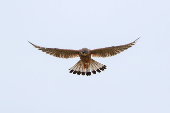 Fliegender Turmfalke