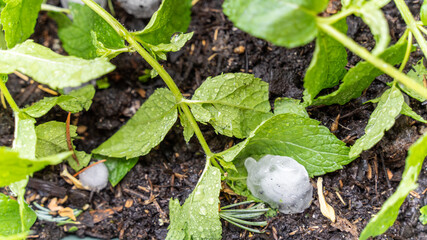 Devastating hailstorm, midsummer. Close-up of an aromatic plant pot, hit by hail