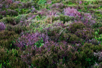 Field of violet flowers