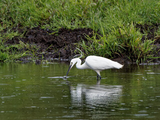 A Little Egret (Egretta garzetta) fishing on the Calder and Hebble Navigation canal.