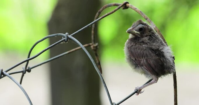 Baby fledgling cardinal sitting on fence