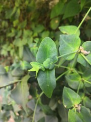 Fototapeta na wymiar Close-up of a still green Spurge plant