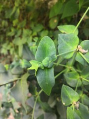 Close-up of a still green Spurge plant