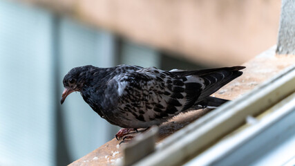 Portrait of a very young pigeon on the edge of a window, coming to look for food