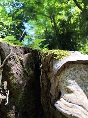 Young shoot, growing in the middle of a cut and split trunk
