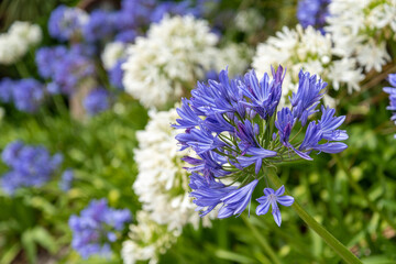 Flowers at the coast of Kaikoura, New Zealand