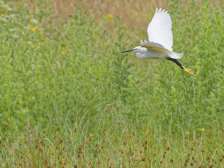 A Little Egret (Egretta garzetta) flying over the Calder and Hebble Navigation canal.