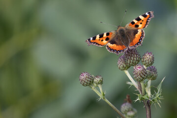 butterfly on flower