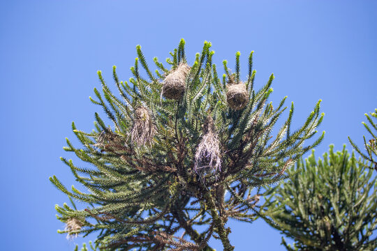 Interesting bird's Guacho nest hanging from branches of Araucaria angustifolia, Paran&aacute; pine, Prudent&oacute;polis.